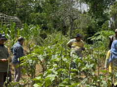 Pemkab Bone dan CIFOR-ICRAF Dorong Warga Manfaatkan Dana Desa untuk Kebun Sayur Pekarangan